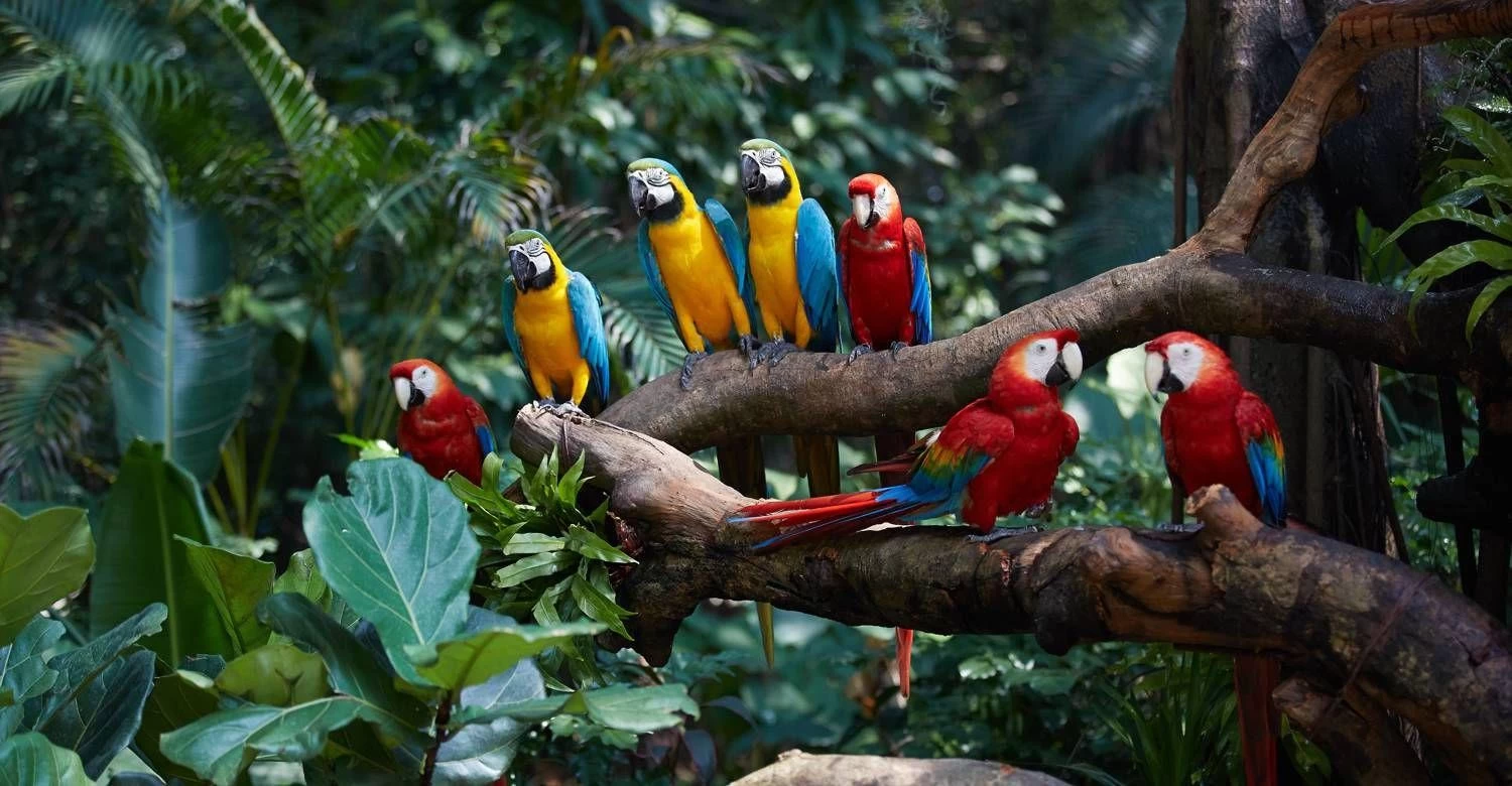 【Parent-child Ticket Ticket Special Offer: Up to 30% Off】 Guangzhou Chimelong Birds Park