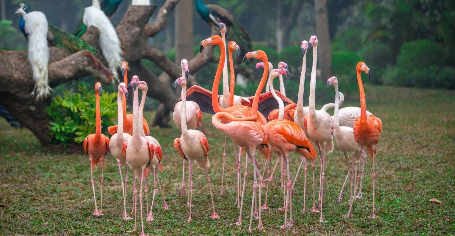 【Parent-child Ticket Ticket Special Offer: Up to 30% Off】 Guangzhou Chimelong Birds Park