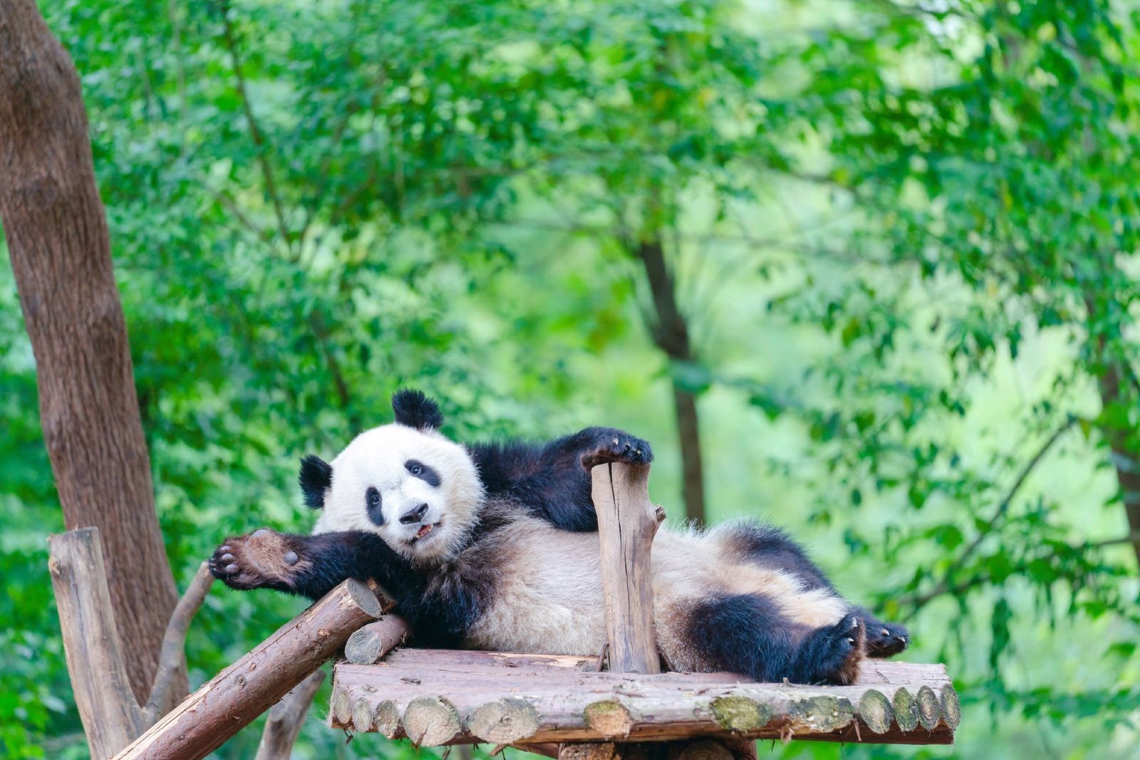 Chengdu Research Base of Giant Panda Breeding - Morning Admission Ticket