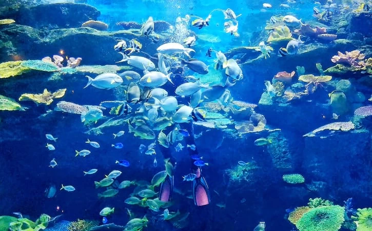 [Special Promotion] Sea Life Bangkok Ticket - Foreigner