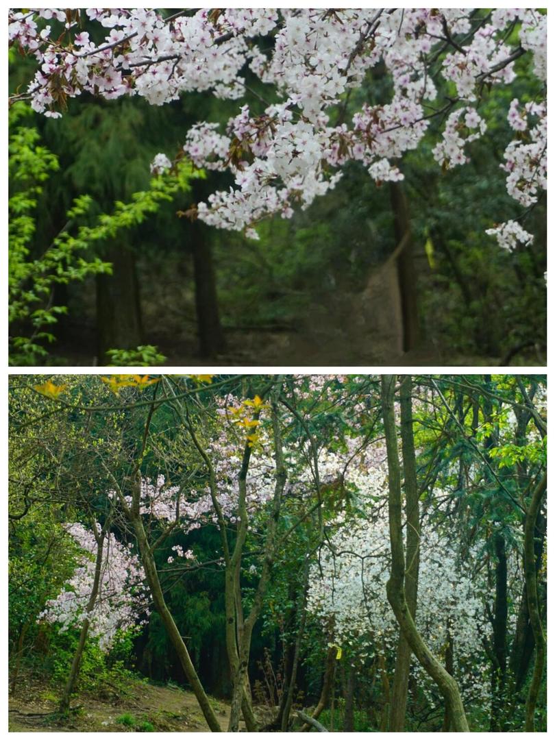 杭州杏梅尖遠足攻略🌄 瀑布、水庫、山景一次滿足! - Image 7