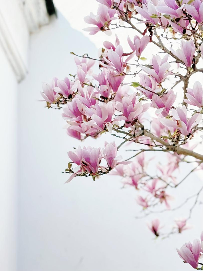 蘇州耦園玉蘭季|最後賞花機會!錯過等一年🌸 - Image 2