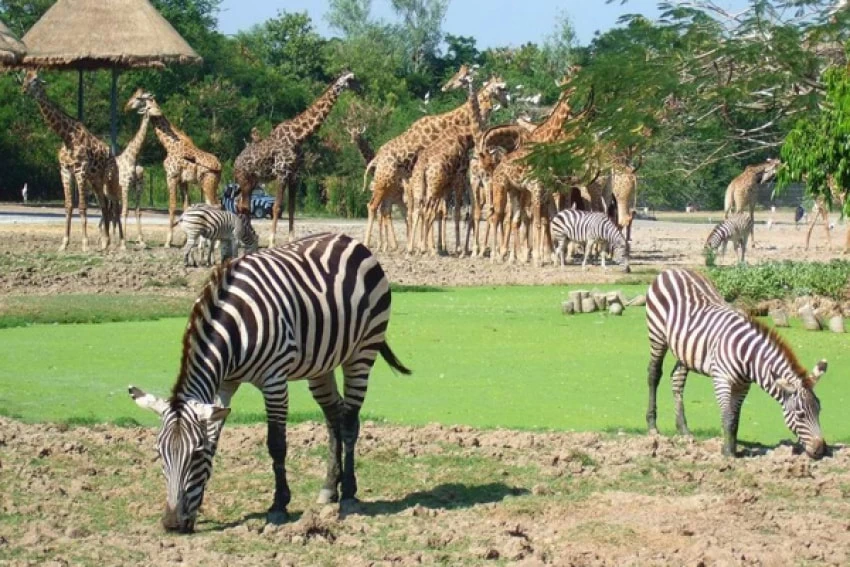 Safari World BangkokPackage : Safari Park + Marine Park (Non Thai resident)_ADULT