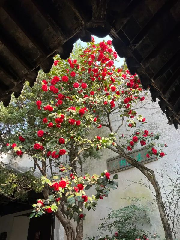 蘇州春日賞花攻略🌸 一文睇盡8大園林花期+打卡位 - Image 7