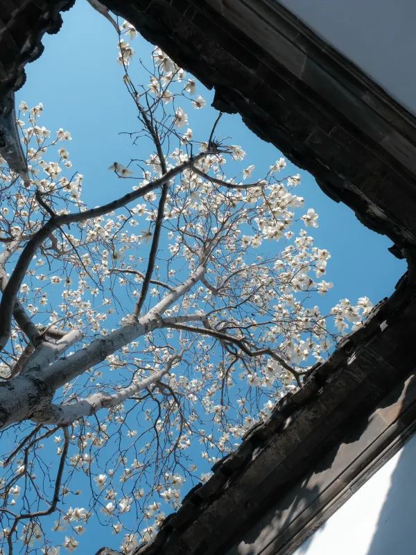 蘇州春日賞花攻略🌸 一文睇盡8大園林花期+打卡位 - Image 5
