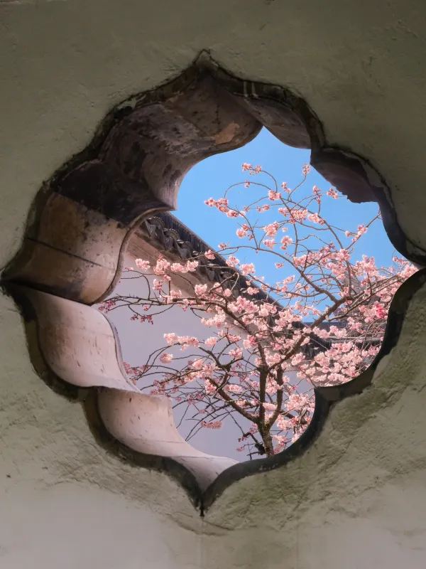 蘇州春日賞花攻略🌸 一文睇盡8大園林花期+打卡位 - Image 3