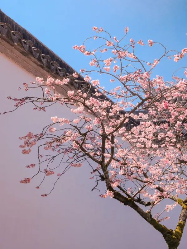 蘇州春日賞花攻略🌸 一文睇盡8大園林花期+打卡位 - Image 6