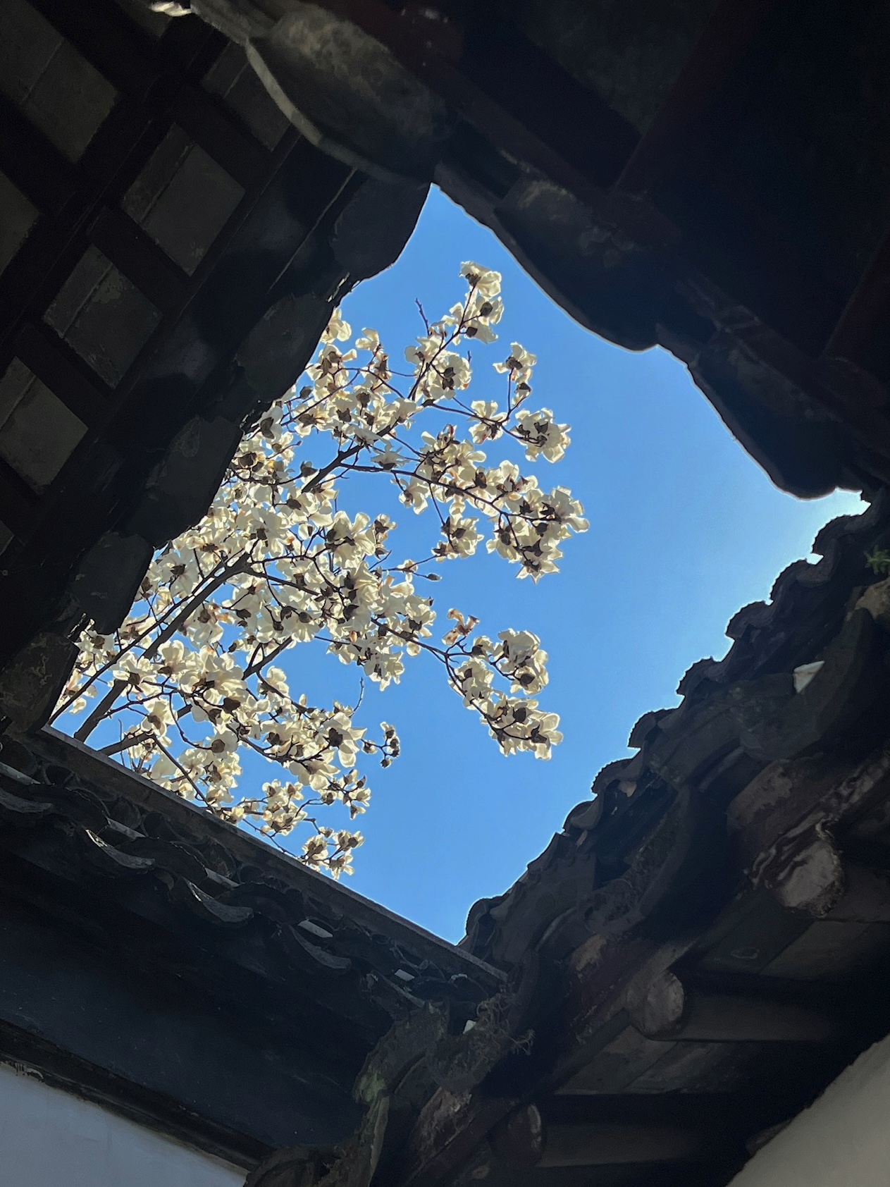 蘇州春日賞花攻略🌸 一文睇盡8大園林花期+打卡位 - Image 4