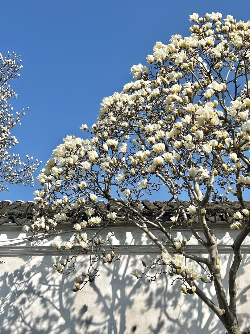 蘇州春日賞花攻略🌸 一文睇盡8大園林花期+打卡位 - Image 8
