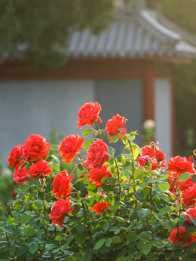 8大城市市花大揭秘!你嘅城市上榜未?🌸 - Image 5