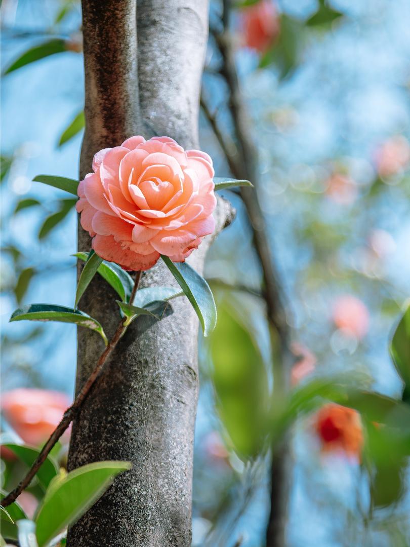 8大城市市花大揭秘!你嘅城市上榜未?🌸 - Image 6