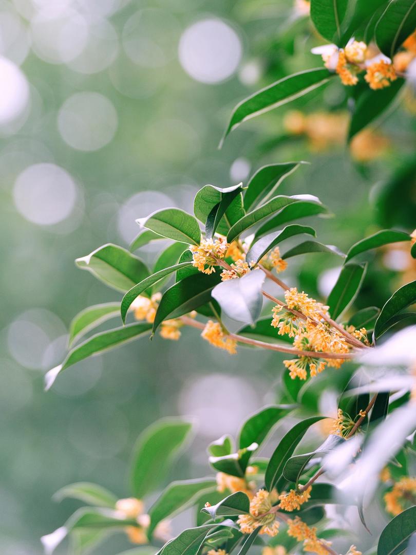 8大城市市花大揭秘!你嘅城市上榜未?🌸 - Image 8