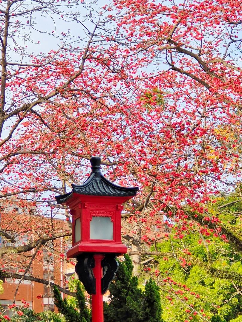 8大城市市花大揭秘!你嘅城市上榜未?🌸 - Image 3