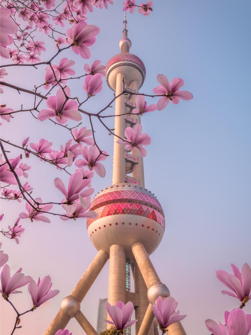 8大城市市花大揭秘!你嘅城市上榜未?🌸 - Image 2
