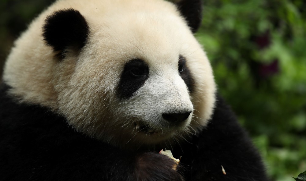 🐼成都大熊貓基地親子探秘下午場攻略 - Image 2