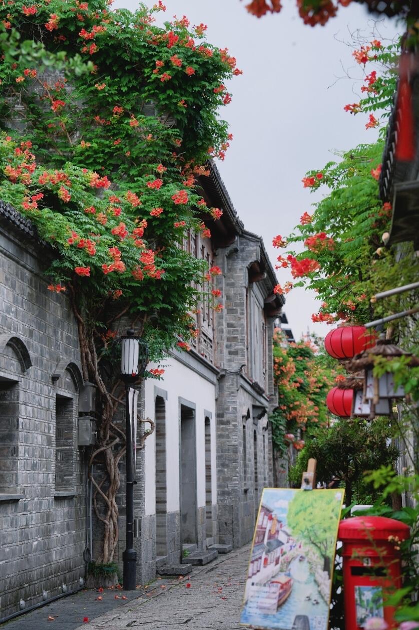 南京老門東|清晨6點嘅雨巷,凌霄花開到震撼! - Image 2