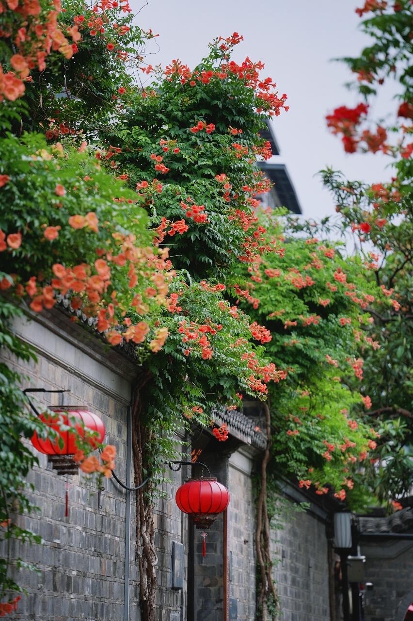南京老門東|清晨6點嘅雨巷,凌霄花開到震撼! - Image 7
