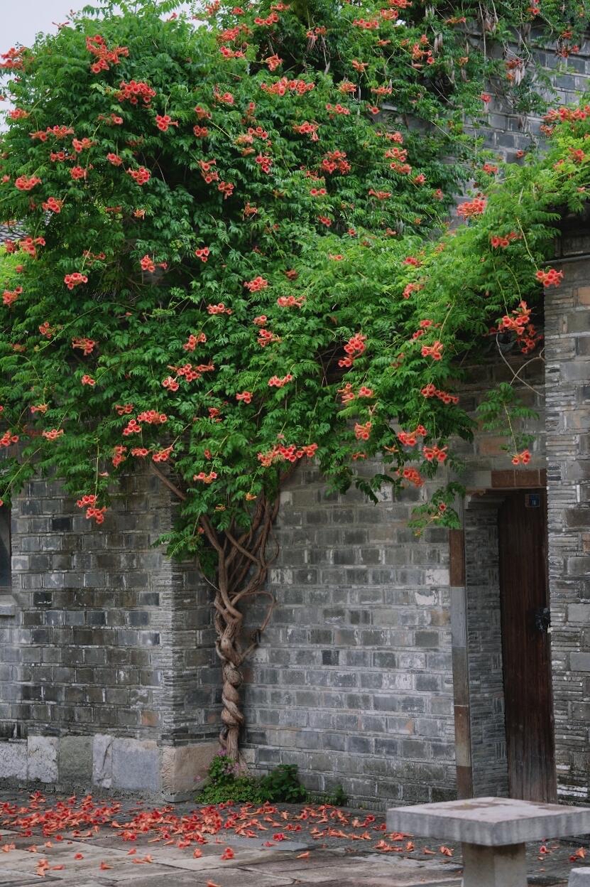 南京老門東|清晨6點嘅雨巷,凌霄花開到震撼! - Image 3