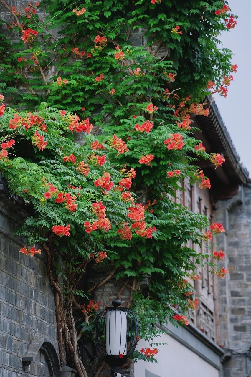南京老門東|清晨6點嘅雨巷,凌霄花開到震撼! - Image 6