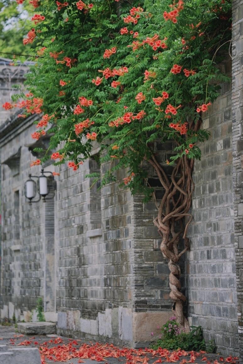 南京老門東|清晨6點嘅雨巷,凌霄花開到震撼!
