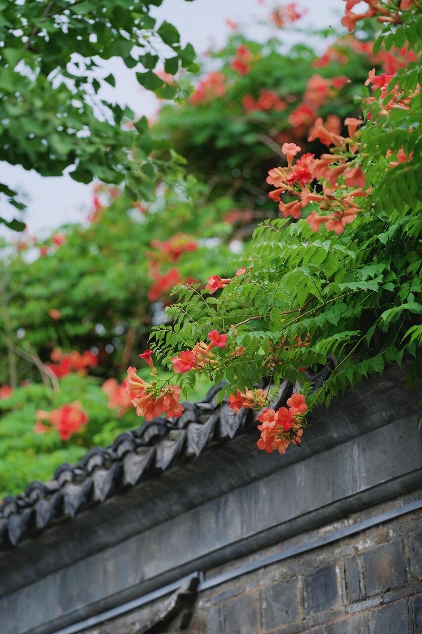 南京老門東|清晨6點嘅雨巷,凌霄花開到震撼! - Image 8