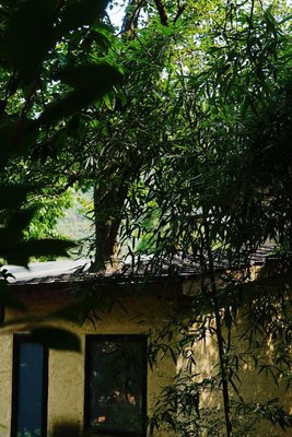 安吉老樹林度假別墅酒店