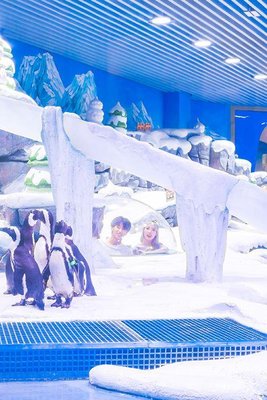 上海金橋海昌企鵝度假酒店