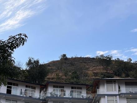 Dandelion by the Hills
