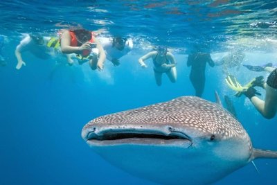 莫阿爾博阿爾鸚鵡度假村