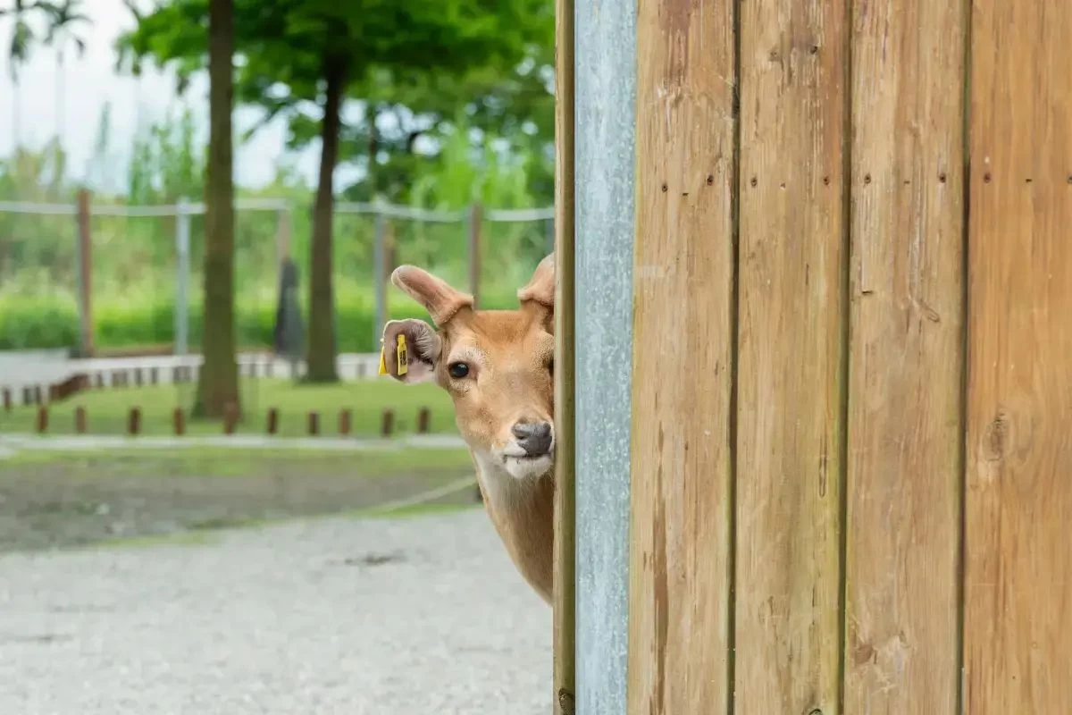 Bambi Land Ticket-Adult