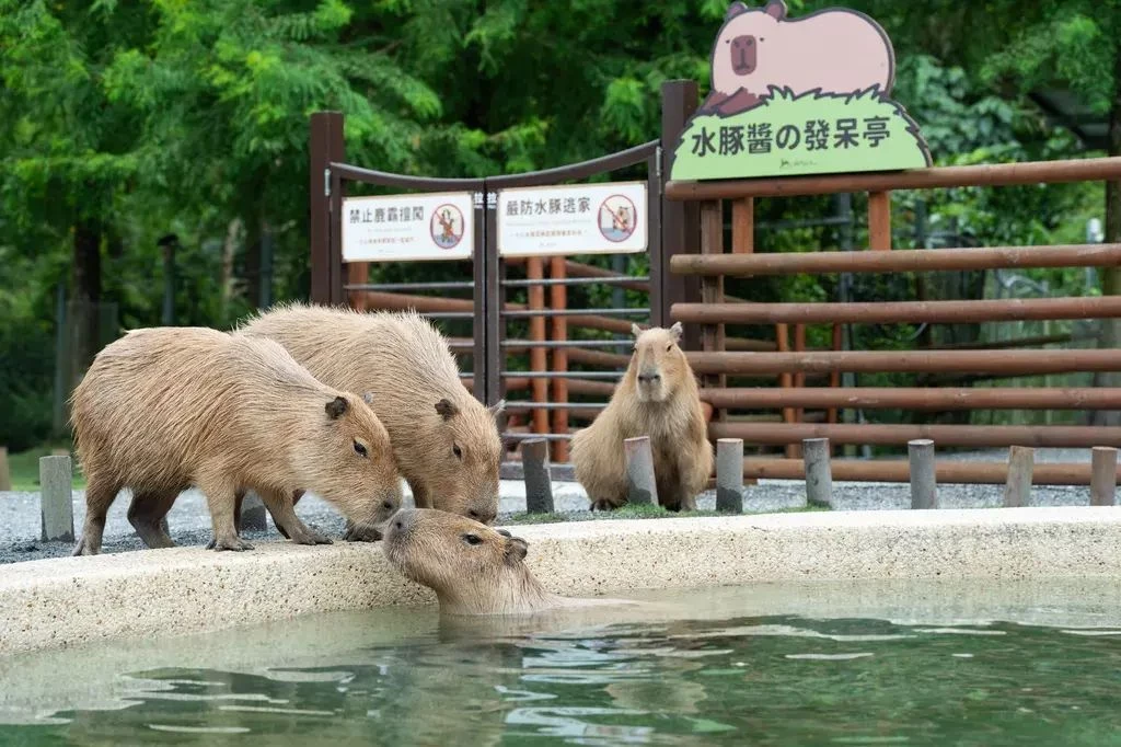 Bambi Land Ticket-Adult