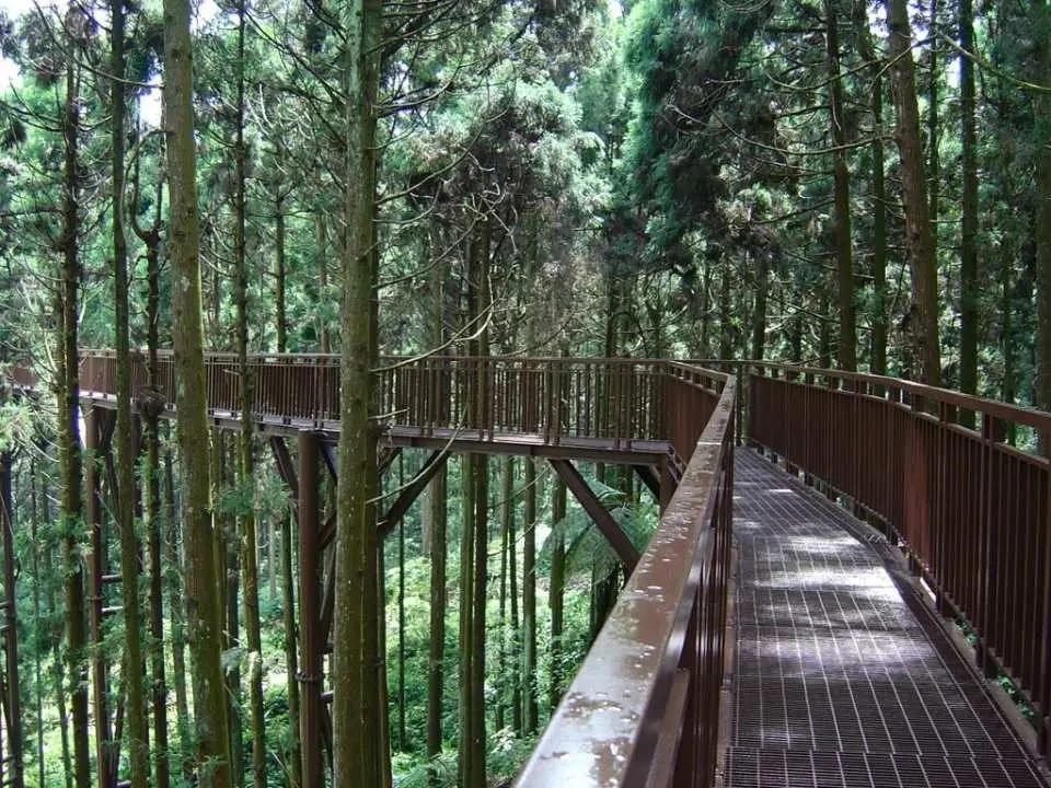 Xitou Natural Education Park full ticket (complimentary tour guide to the Shancha Tea Cultural Center and gift box for the Shancha Tour)