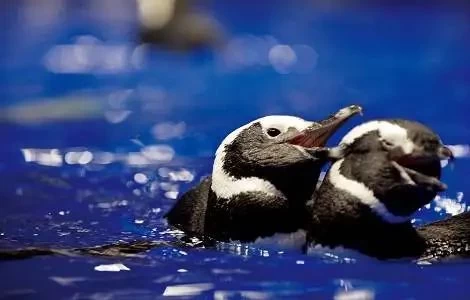 東京晴空塔 | 墨田水族館入場門票 成人（18歲及以上）