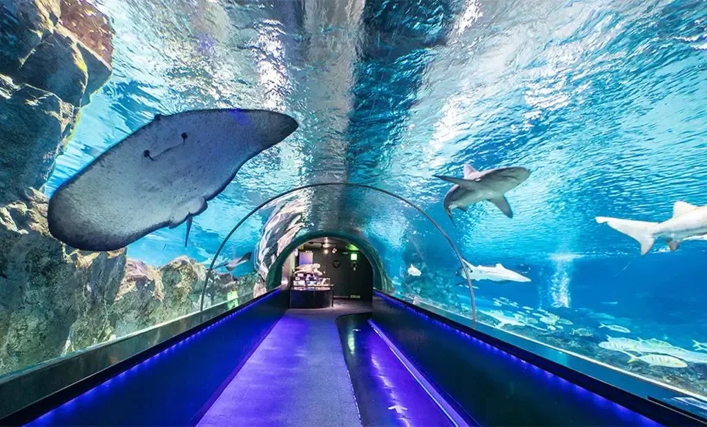 AREX仁川機場快線單程車票 + [非韓國籍]首爾COEX水族館入場券