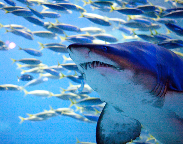 SEALIFE Busan Aquarium-Admission is available from 10:00 to 18:00-Adult
